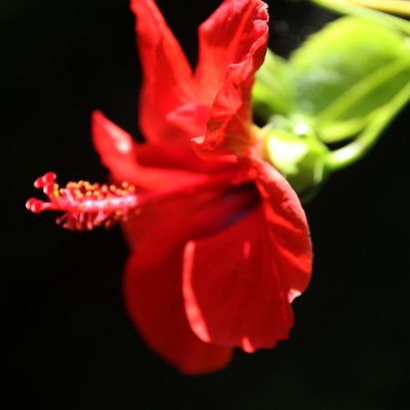 Gardens Downtown Center Chania Elpida Villa Екстериор снимка